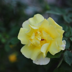 KBM_2079.JPG